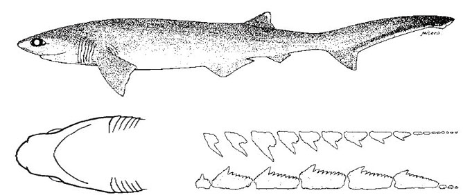Hexanchus nakamurai_05.jpg